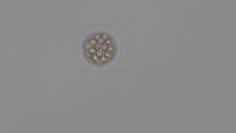 <i>Hariotina polychorda</i>