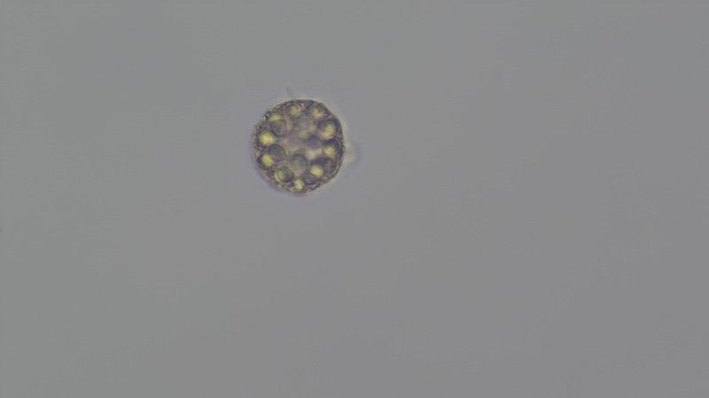 <i>Hariotina polychorda</i>