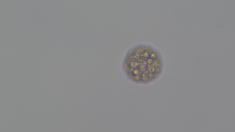 <i>Hariotina polychorda</i>