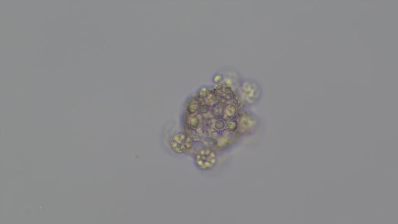 <i>Hariotina polychorda</i>