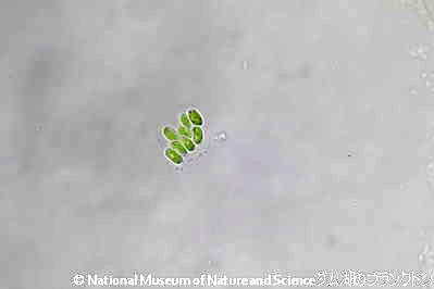 <i>Scenedesmus obtusus</i>