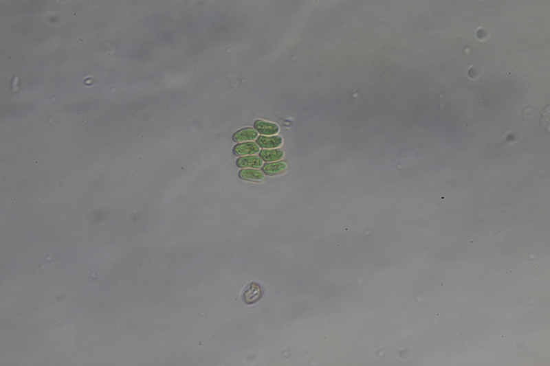 <i>Scenedesmus obtusus</i>