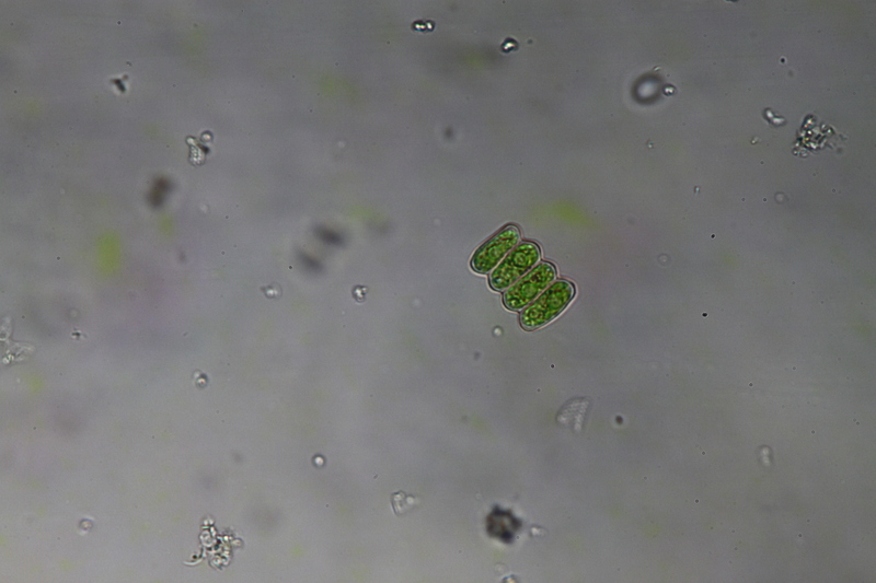 <i>Scenedesmus ellipticus</i>