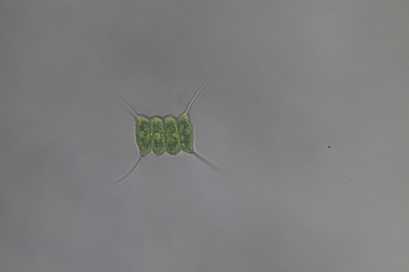 <i>Desmodesmus communis</i>