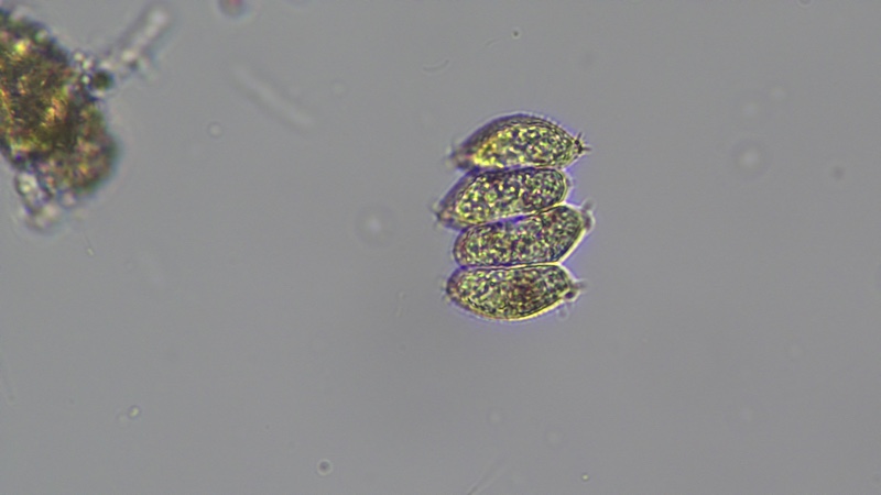 <i>Desmodesmus denticulatus</i>
