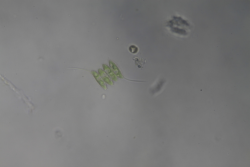 <i>Desmodesmus opoliensis</i>