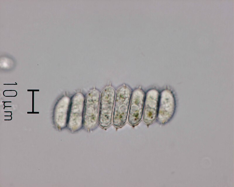 <i>Desmodesmus serratus</i>