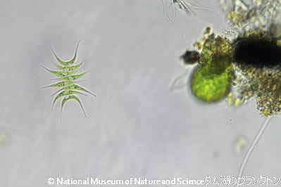 <i>Tetradesmus lagerheimii </i>