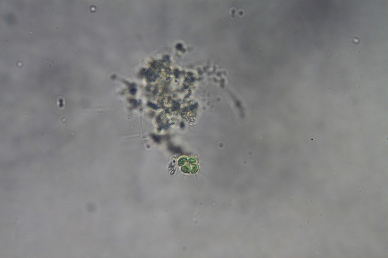 <i>TTetrastrum staurogeniforme</i>