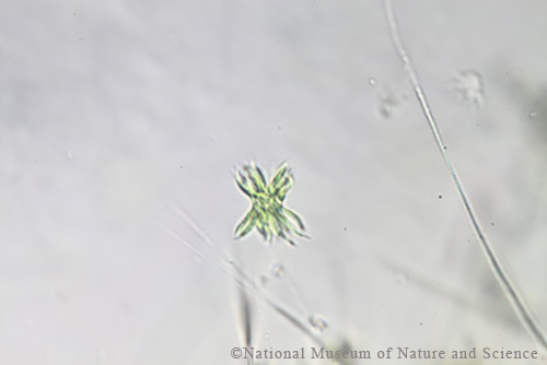 <i>Ankistrodesmus densus</i>