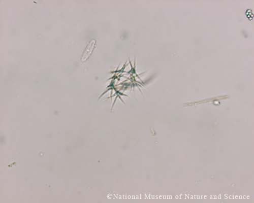 <i>Ankistrodesmus falcatus</i>