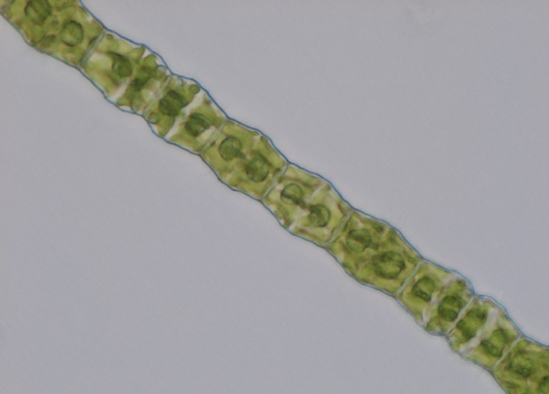 <i>Cosmocladium sp.</i>