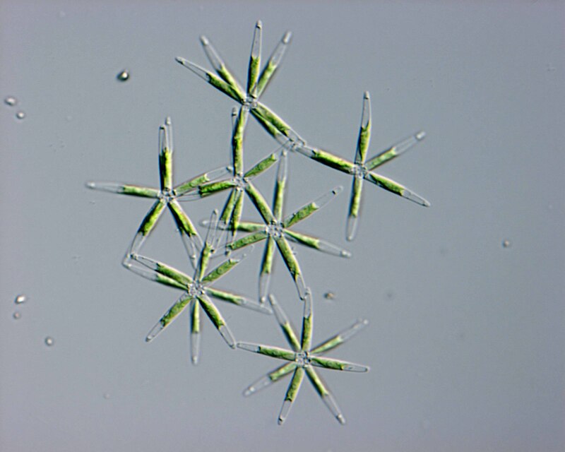 <i>Actinastrum hantzschii</i>