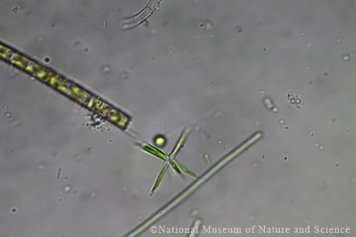 <i>Actinastrum hantzschii</i>