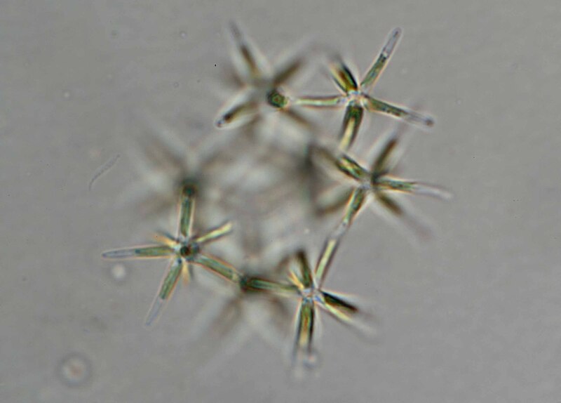 <i>Actinastrum gracillimum</i>