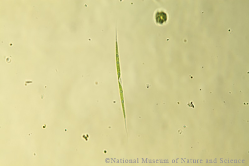 <i>Closteriopsis acicularis</i>