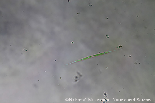 <i>Closteriopsis acicularis</i>