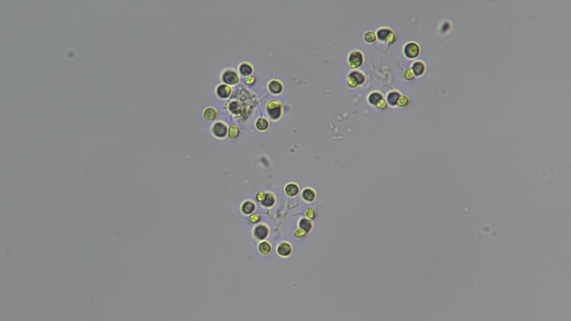 <i>Mucidosphaerium pulchellum</i>