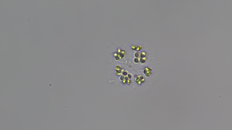 <i>Mucidosphaerium pulchellum</i>