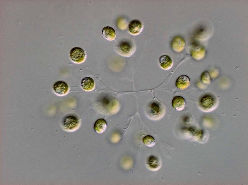 <i>Mucidosphaerium sp.</i>