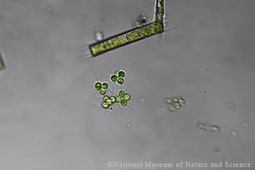 <i>Micractinium pusillum</i>
