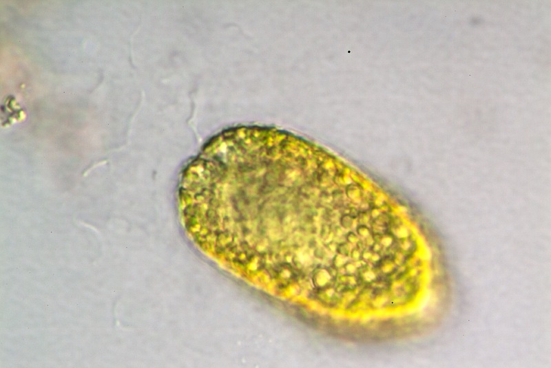 <i>Paulschluzia tenera</i>