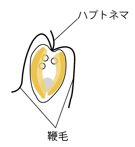 <i>Prymnesium parvum</i>