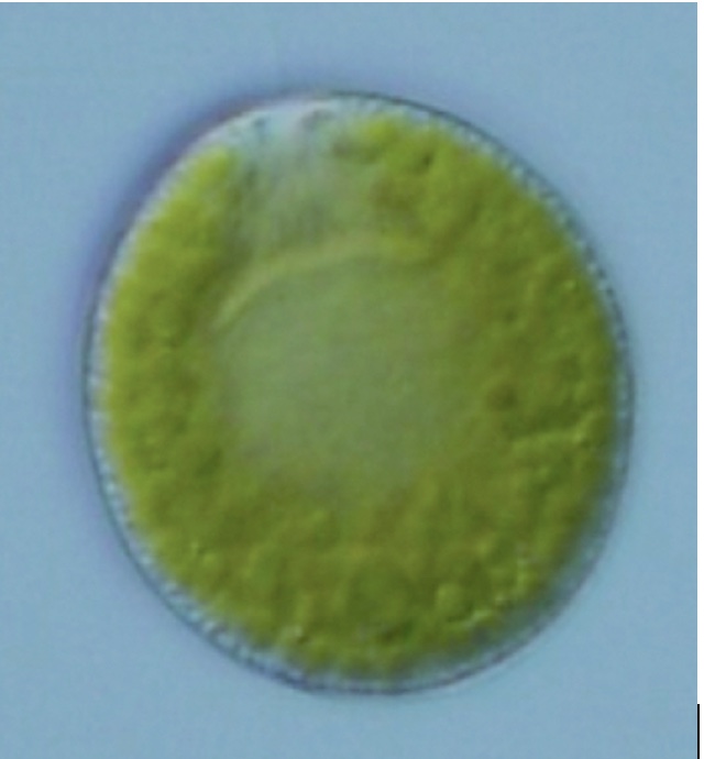 <i>Vacuolaria virescens</i>