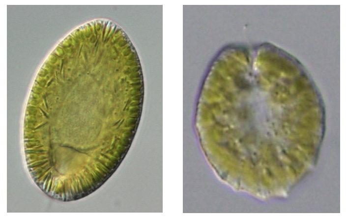 <i>Goniostomum semsn (左）とG. depressum（右）</i>