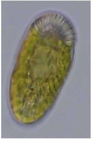 <i>Merotoricha bacillata</i>