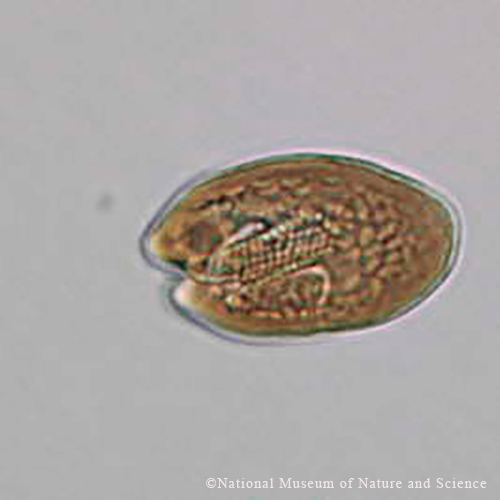 <i>Cryptomonas sp.</i>