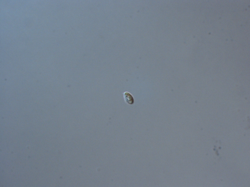 <i>Chroomonas sp.</i>
