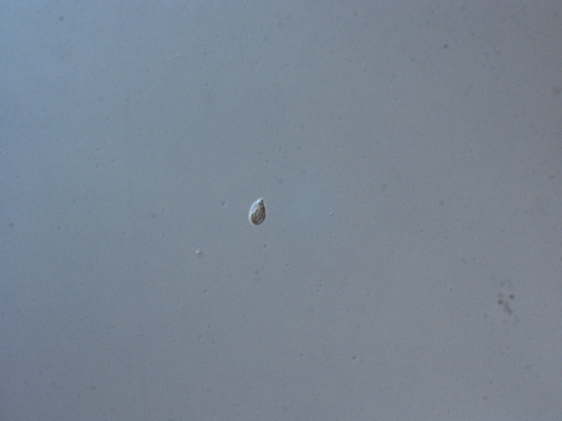 <i>Chroomonas sp.</i>