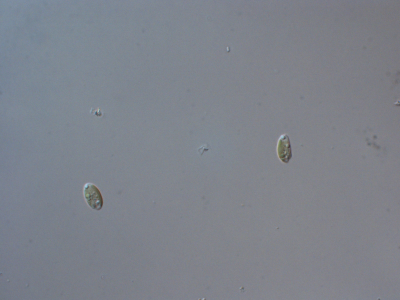 <i>Chroomonas sp.</i>