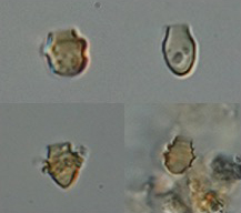 <i>Kephyrion spp.</i>