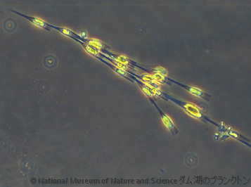 <i>Dinobryon sp.</i>