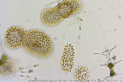 <i>Uroglena cf. americana</i>