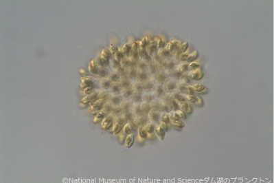 <i>Uroglena cf. americana</i>