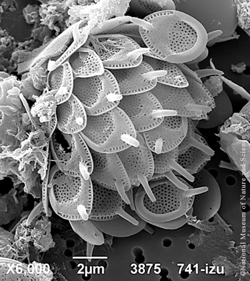 <i>Synura spinosa</i>