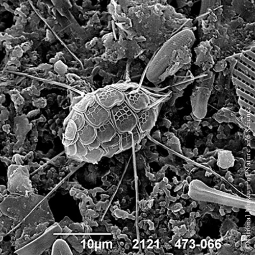 <i>Mallomonas punctifera</i>