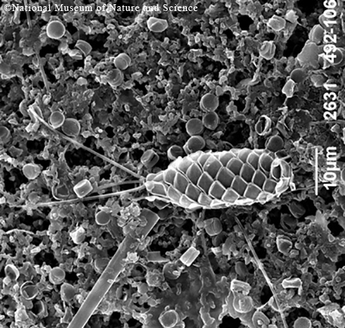 <i>Mallomonas sp.</i>