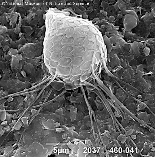 <i>Mallomonas sp.</i>