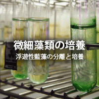 培養