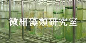 微細藻類研究室