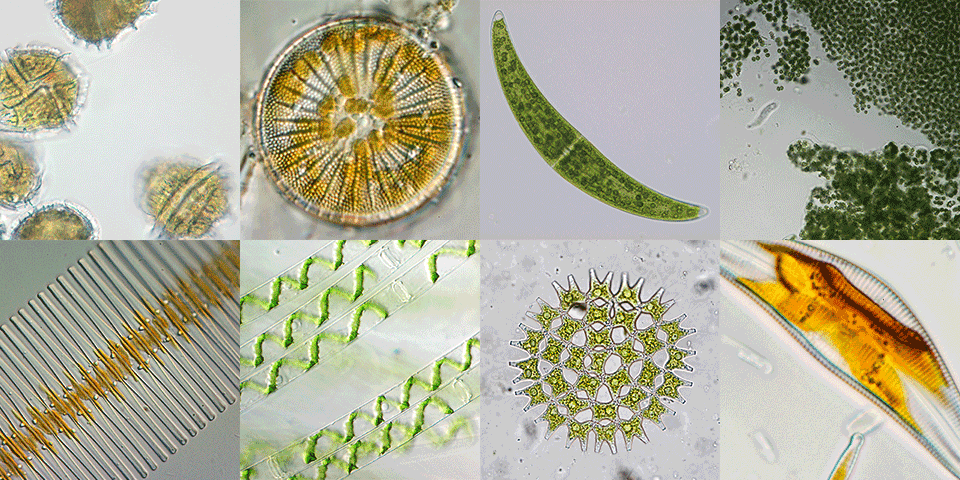微細藻類の世界