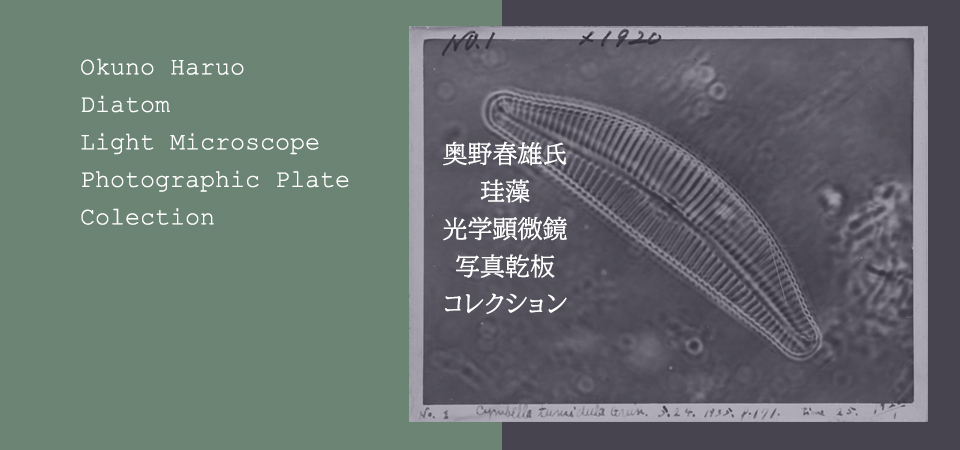 奥野春雄氏珪藻光学顕微鏡写真乾板コレクション