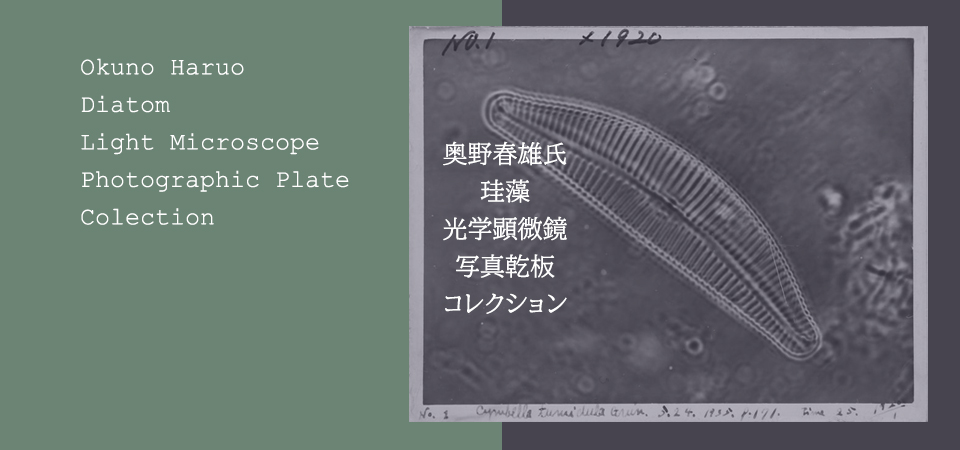 奥野春雄氏珪藻LM写真乾板コレクション