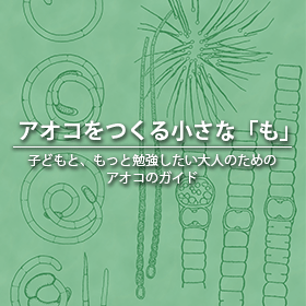 アオコをつくる藍藻