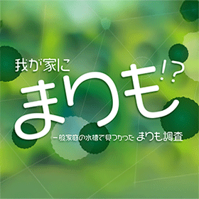 我が家にまりも！？