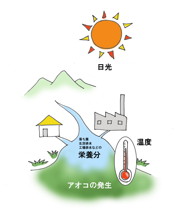 アオコの発生条件